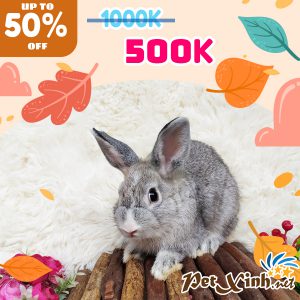 Thỏ Hà Lan Siêu Sale lên tới 50% 12