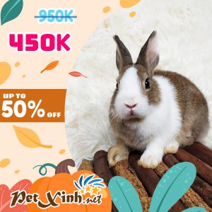 Thỏ Hà Lan Siêu Sale lên tới 50% 11