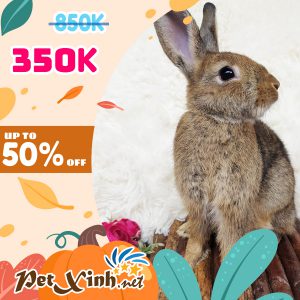 Thỏ Hà Lan Siêu Sale lên tới 50% 18