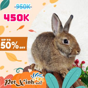 Thỏ Hà Lan Siêu Sale lên tới 50% 19