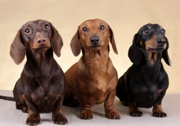 chó lạp xưởng chó dachshund