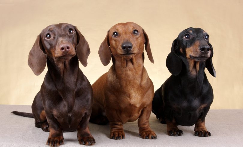 chó lạp xưởng chó dachshund