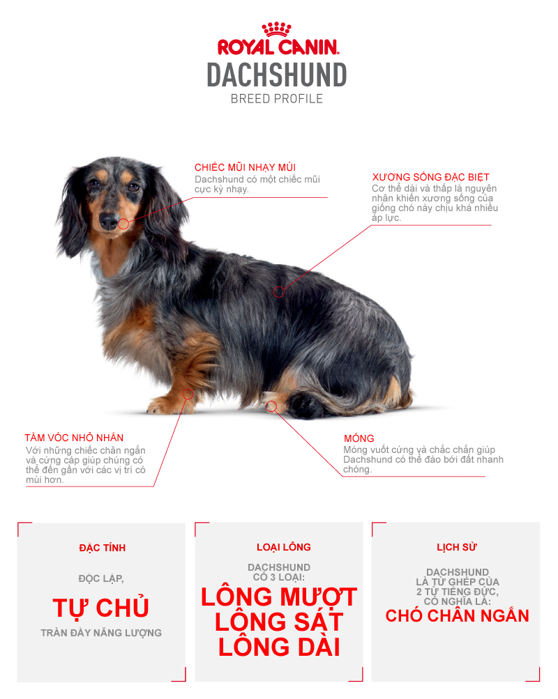 Các đặc điểm của chó Dachshund (chó lạp xưởng)