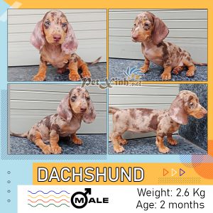 Dachshund (chó lạp xưởng) 14