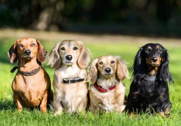chó dachshund có bao nhiêu loại, chó dachshund bao nhiêu tiền