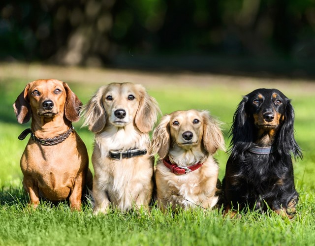 Chó Dachshund (lạp xưởng) có bao nhiêu loại? Chó Dachshund bao nhiêu tiền? 1 chó dachshund có bao nhiêu loại, chó dachshund bao nhiêu tiền