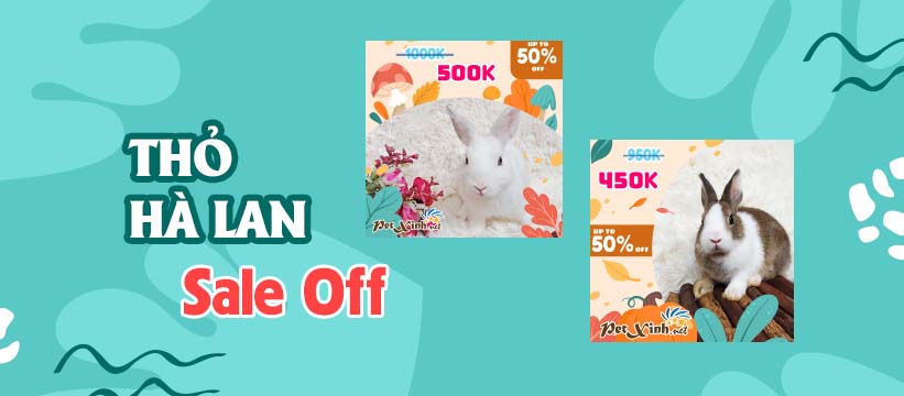 thỏ hà lan giảm giá siêu shock