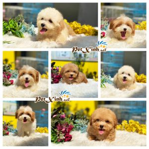 Chó Poodle 27