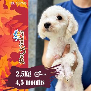 Chó Poodle 7