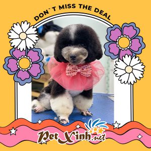 Chó Poodle 19