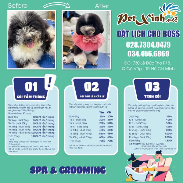 cắt tắm groom lông cho poodle