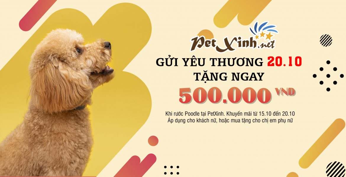 Tặng 500K mừng lễ 20.10 1 khuyến mãi poodle tại PetXinh