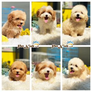 Chó Poodle 2