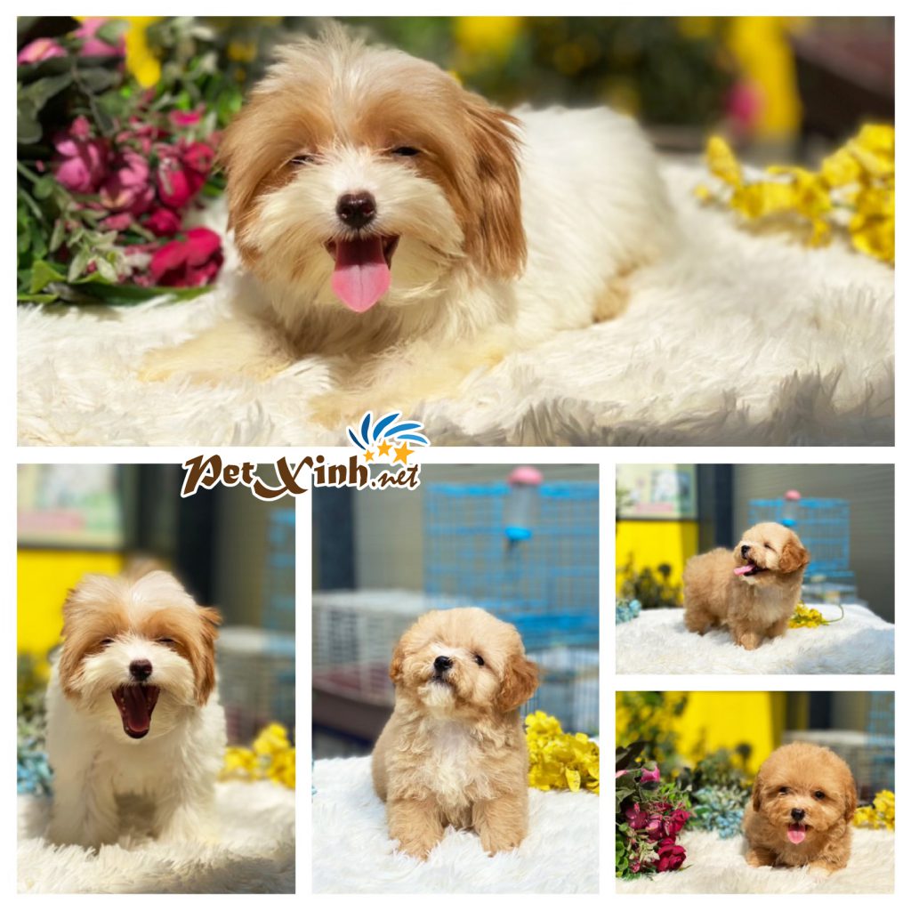 Chó Poodle Toy mini thuần chủng giá rẻ TP.HCM Gò Vấp - PetXinh