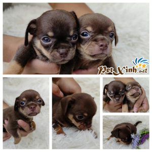 Chihuahua 15