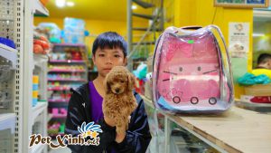 Chó Poodle 26