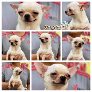 Chihuahua 12