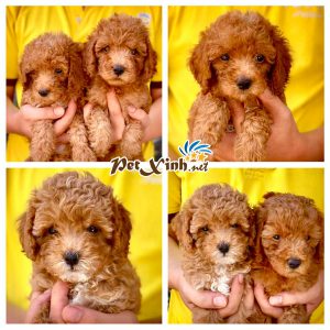 Chó Poodle 14