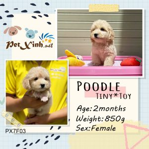 Chó Poodle 25