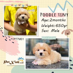 Chó Poodle 15