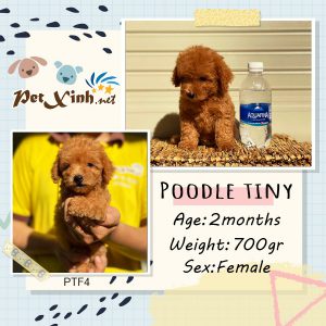 Chó Poodle 30