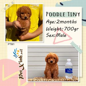 Chó Poodle 8
