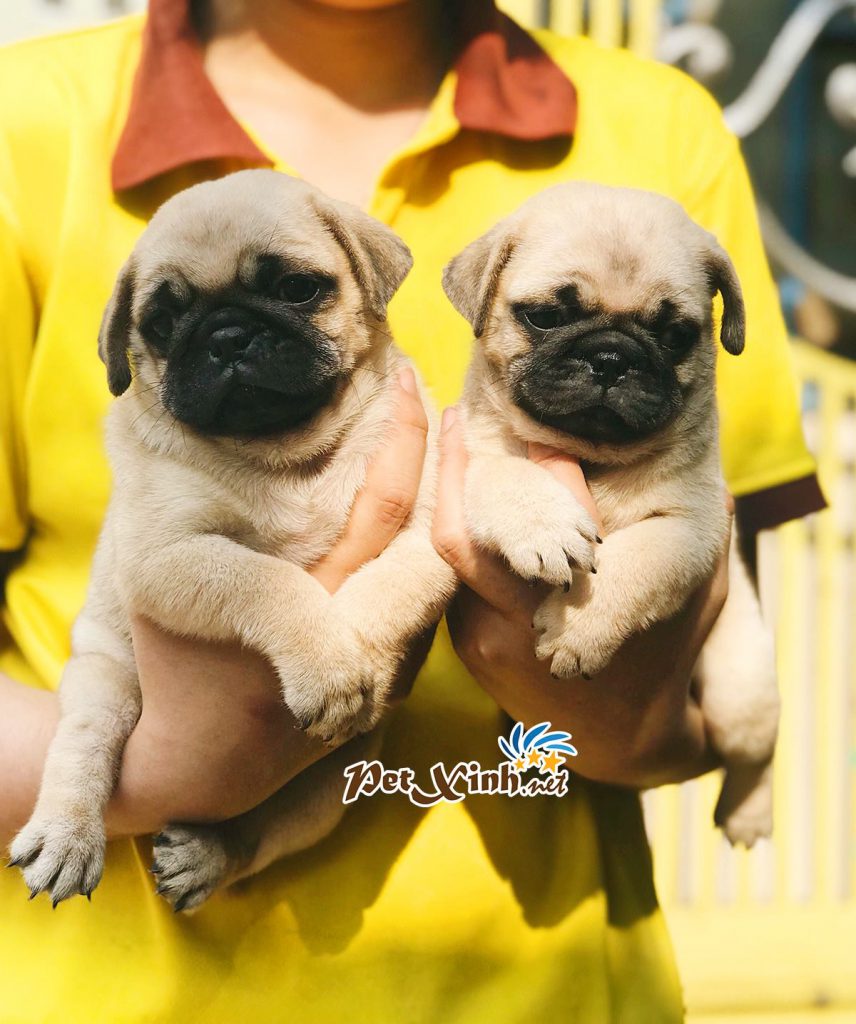 Chó Pug mặt xệ thuần chủng uy tín giá rẻ Gò Vấp TP.HCM - PetXinh.net