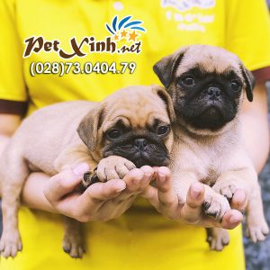 Chó Pug mặt xệ 10