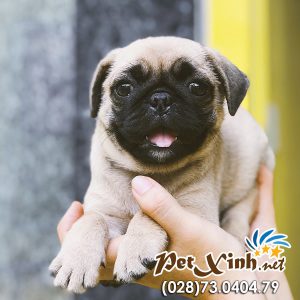 Chó Pug mặt xệ 6