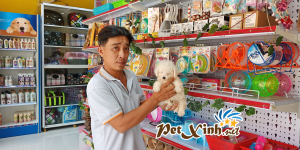 Chó Poodle 24