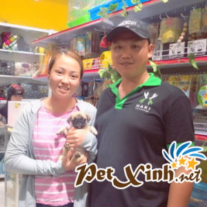 Chó Pug mặt xệ 8