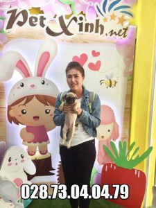 Chó Pug mặt xệ 15