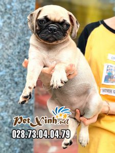 Chó Pug mặt xệ 4