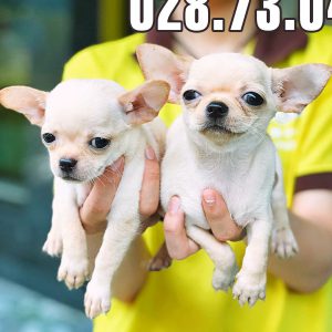 Chihuahua 10