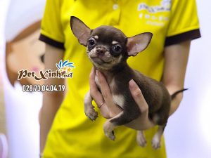 Chihuahua 13