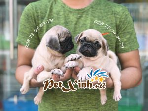 Chó Pug mặt xệ 12