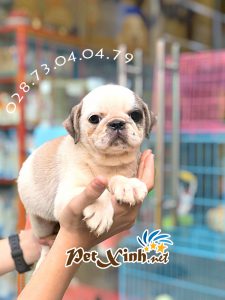Chó Pug mặt xệ 16