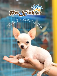 Chihuahua 8