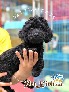 Chó Poodle 6