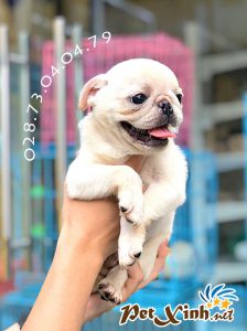 Chó Pug mặt xệ 7