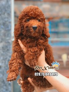 Chó Poodle 3