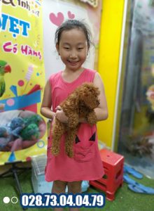 Chó Poodle 29