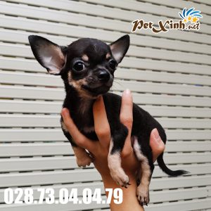 Chihuahua 6