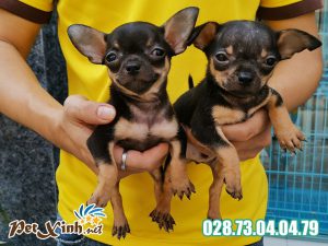 Chihuahua 9
