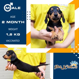 Dachshund (chó lạp xưởng) 18
