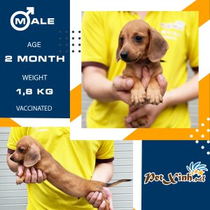 Dachshund (chó lạp xưởng) 7