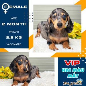 Dachshund (chó lạp xưởng) 4