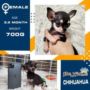 Chihuahua 1