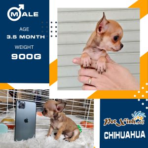 Chihuahua 5