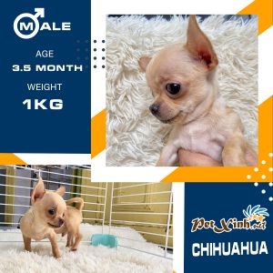 Chihuahua 16